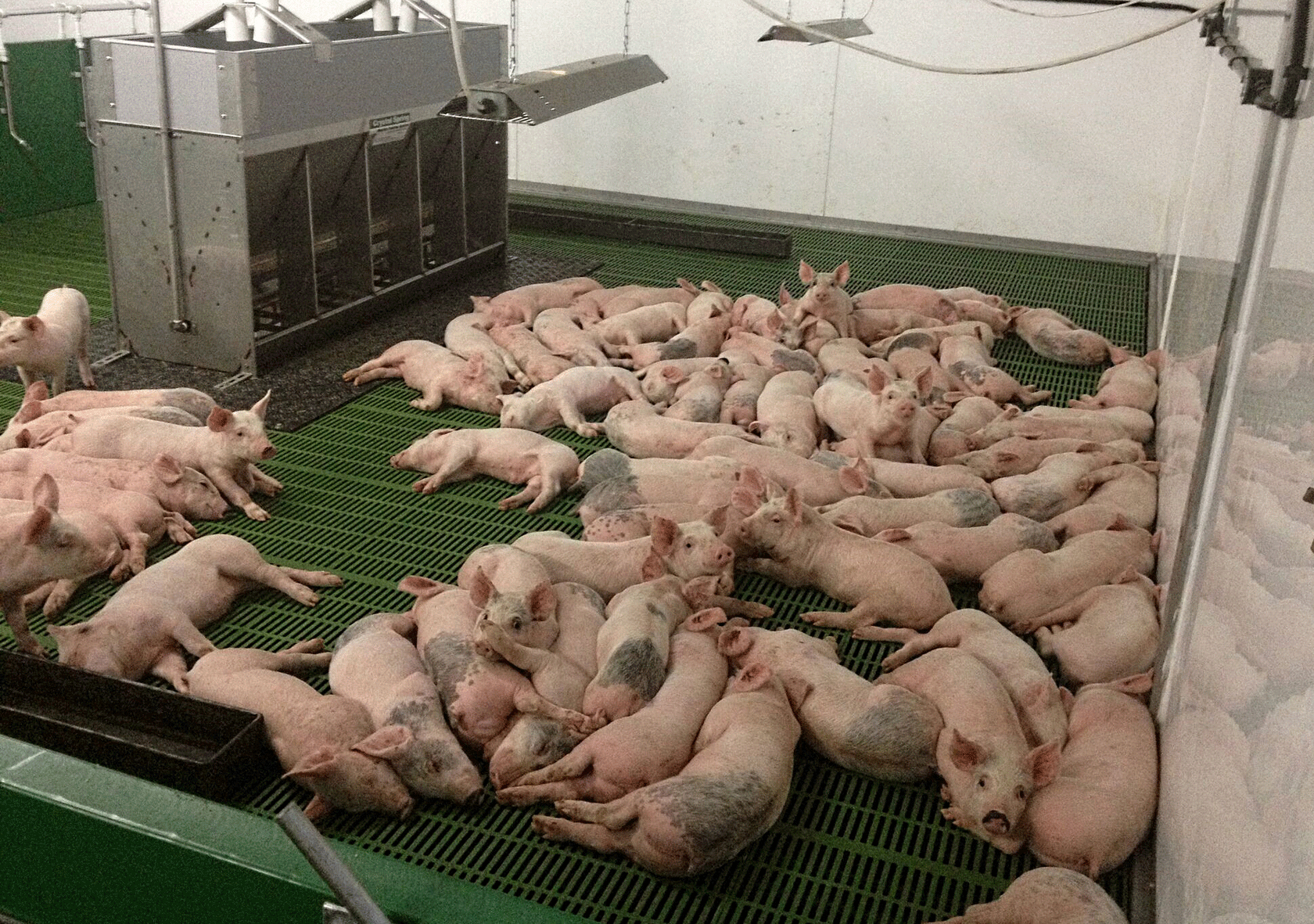 Research has shown that pigs often chill out&nbsp;and take a siesta during the day during hot weather and do&nbsp;their eating and drinking earlier&nbsp;and later in the day
