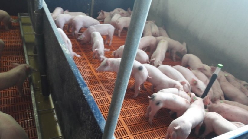 Photo 3.- The weaned piglets consumed the milk replacer from the red bowl but not the liquid feed with the pre-starter from the trough.&nbsp;
