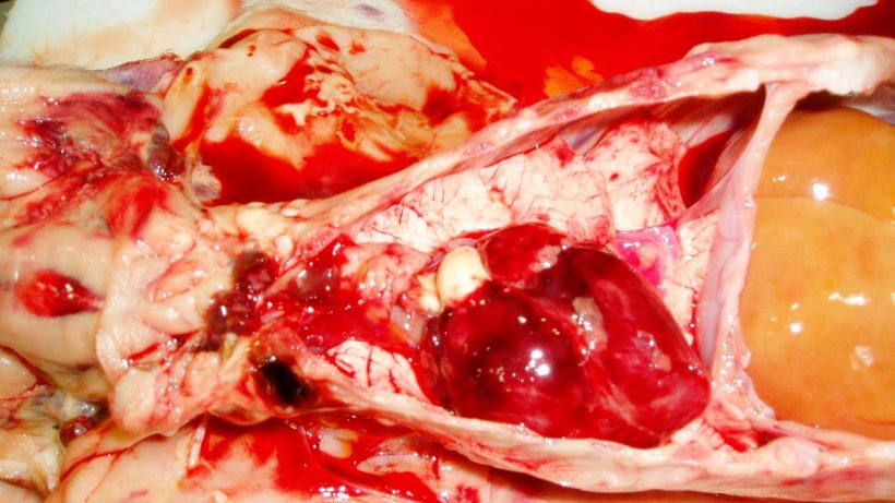 Figure 7. The heart from the piglet in Figure 3. Note petechial haemorrhages in heart and haemorrhagic lymph nodes.
