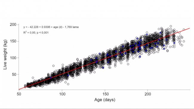Graph 1. Evolution of live weight with age in lame (blue) and not lame (black) gilts
