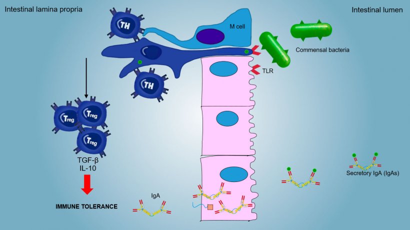 Figure 2: An immune tolerance is induced towards commensal bacteria. This is mediated by Treg lymphocytes with production of cytokines such as IL-10 and TGF&beta;. Particularly, in intestine, the secretion of specific IgA blocks the aderence of commensal bacteria so modulating the microbiota composition and preventing its invasion and systemic spreding.
