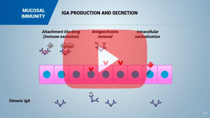 Mucosal immunity