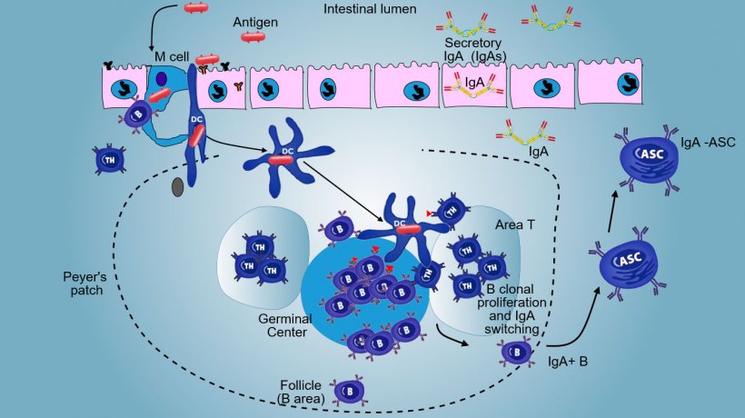 Figure 3: Production of IgA in Peyer patches.

