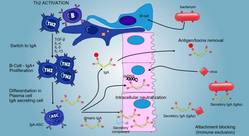 Figure 6: The &quot;switching&quot; towards IgA is mainly regulate by Th2 lymphocyte activation with production of TGF-&beta;, IL-4, IL-5, IL-13 cytokines. The secreted IgA dimer binds to a receptor (pIgR) on the basal surface of the epithelial cells. The complex is internalized into the cell and, before to migrate across the luminal surface, the receptor is cleaved and the IgA remain to bound to the receptor residue (secretory component).
