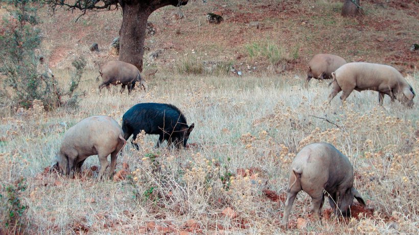 Contact with wild boars is more likely in outdoor farms, but some pathogens, such as the Aujeszky&#39;s disease or classical swine fever viruses, can manage to reach those pigs housed in barns.
