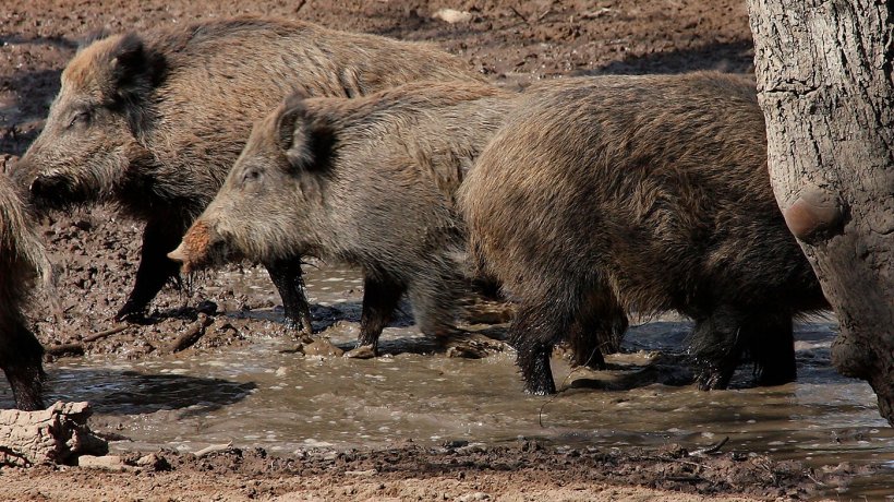 Wild boars in a wallow. The number and space distribution of wild boars is&nbsp;determined by water and food&nbsp;availability.

