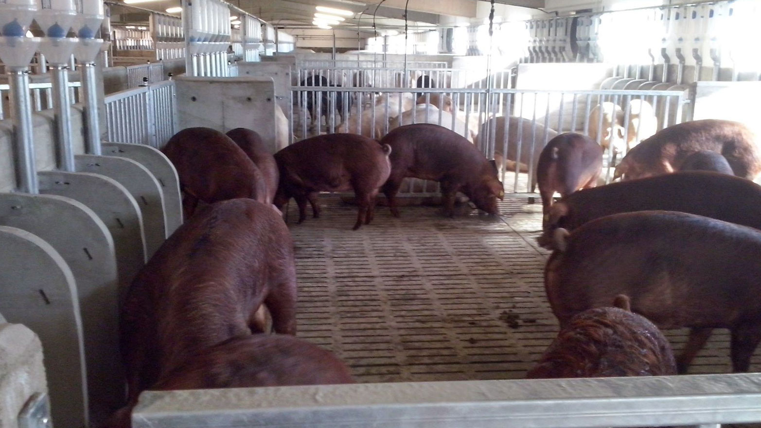 Weaning straight into pens - Articles - pig333, pig to pork community