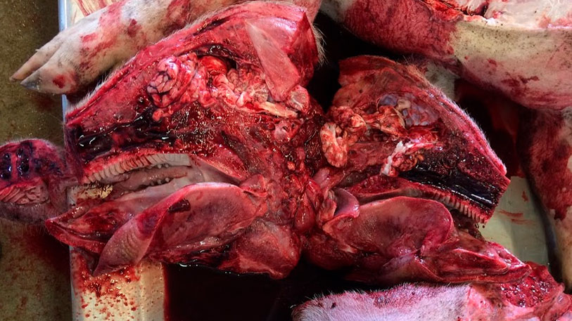 Figure 6b: Necropsy at the laboratory. Opened head.
