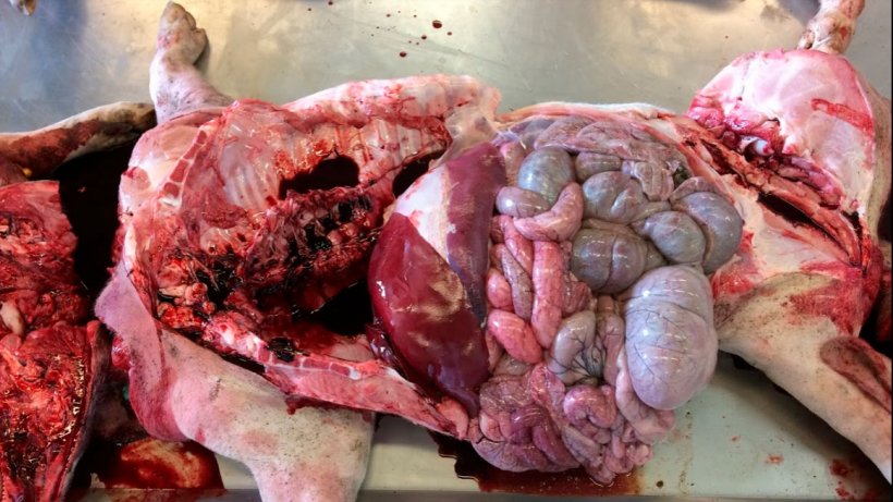 Figure 6a: Necropsy at the laboratory. No remarkable deviations were found, only the chocolate brown discoloration of the blood.

