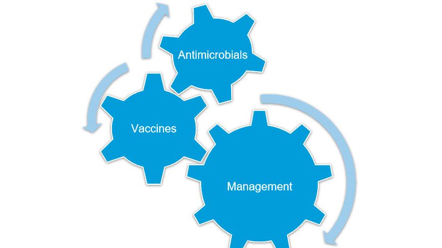 Figure 1. Overall Mycoplasma hyopneumoniae control is effectively achieved when combining various strategies.