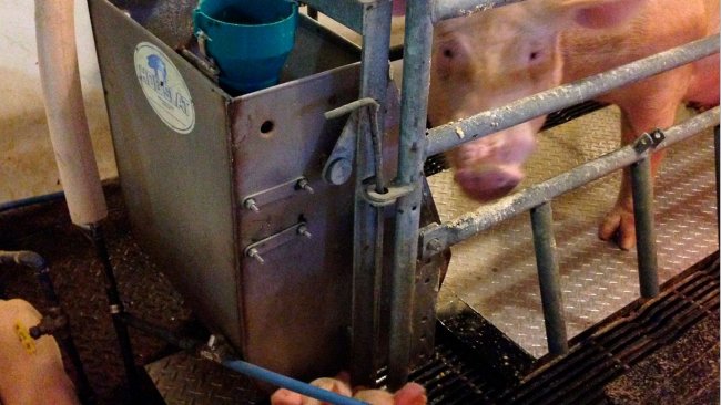 Figure 2 – Purdue prototype hog cooling pad being tested in farrowing house.
