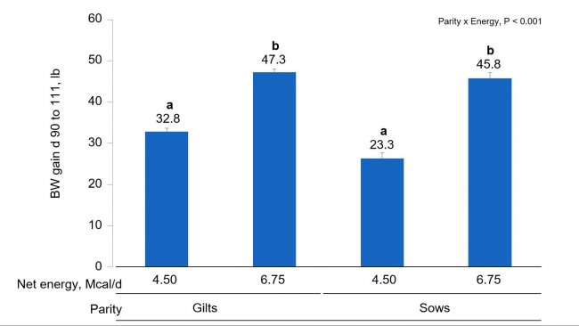 Figure 1B. Effects of different energy intake levels fed from d 90 to d 111 of gestation on BW gain of gilts and sows. Means with a different superscript within parity level differ (P &lt; 0.05).
