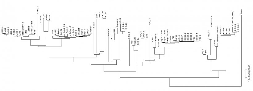 Figure 3. Dendrograms or &quot;phylogenetic tree&quot; are used to represent graphically the degree of similarity (homology) between different PRRSV to a reference virus sequence. 
