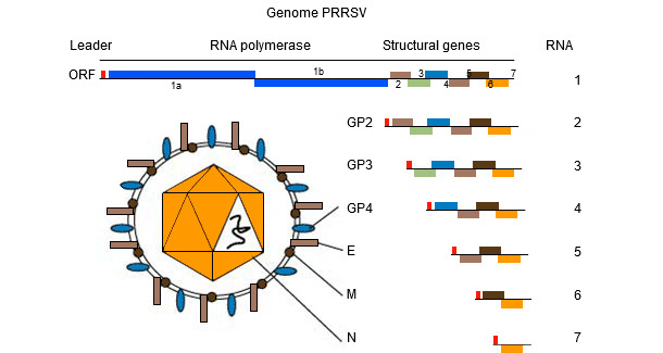Figure 1.&nbsp;The genome of PRRSV is a single stranded RNA molecule.
