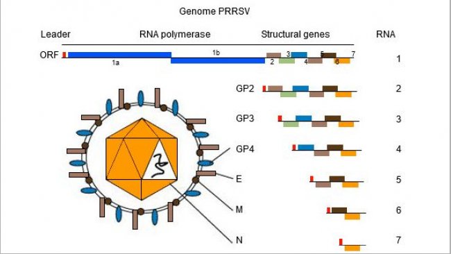 Figure 1. The genome of PRRSV is a single stranded RNA molecule.