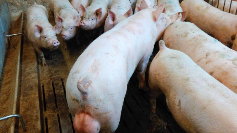 Preparing the gilts: production - Articles - pig333, pig to pork community