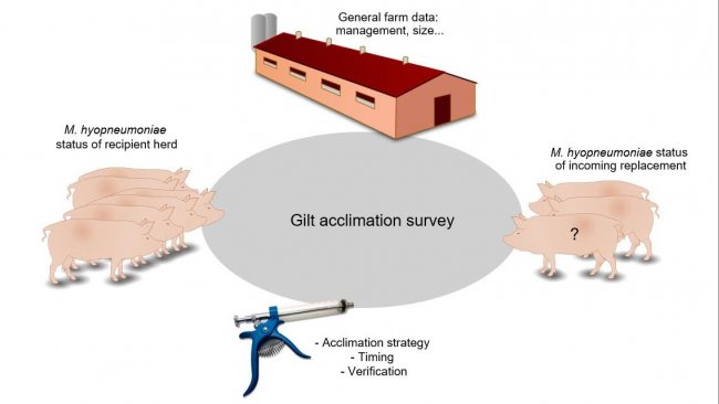 Figure 1. Information related with gilt acclimation collected by the survey.