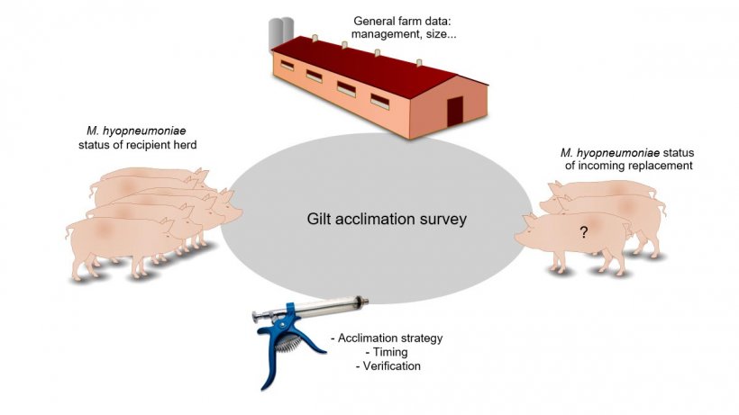 Figure 1. Information related with gilt acclimation collected by the survey.