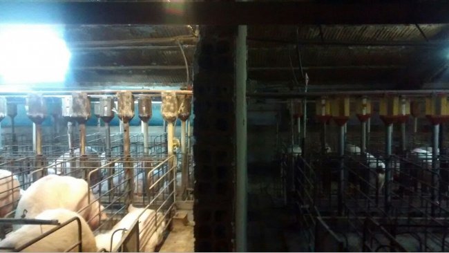 Photo 1. Difference of lighting in gestation barn before and after the installation of an extra lighting system. 