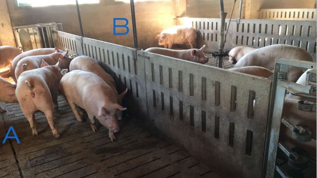 Photo 2. Pen for training the gilts to enter and exit the feeding station. Side A only has drinkers, and the feeding troughs are in area B. To encourage&nbsp;the sows to go from one side to the other, the feed is placed in one side (B), and in side A there is&nbsp;only water.
