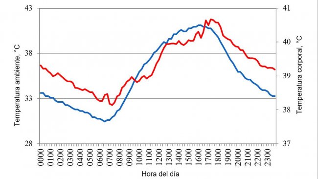 Figure 1. Variations in body temperature (red) of pigs housed under conditions of heat stress, in response to changes in environment temperature (blue) during a typical day in the summer of 2015 in the Mexicali valley (Cervantes et al., 2017 ).
