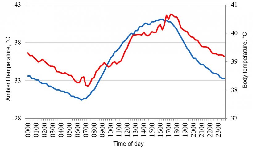 Figure 1. Variations in body temperature (red) of pigs housed under conditions of heat stress, in response to changes in&nbsp; environment temperature (blue) during a typical day in the summer of 2015 in the Mexicali valley (Cervantes et al., 2017 ).
