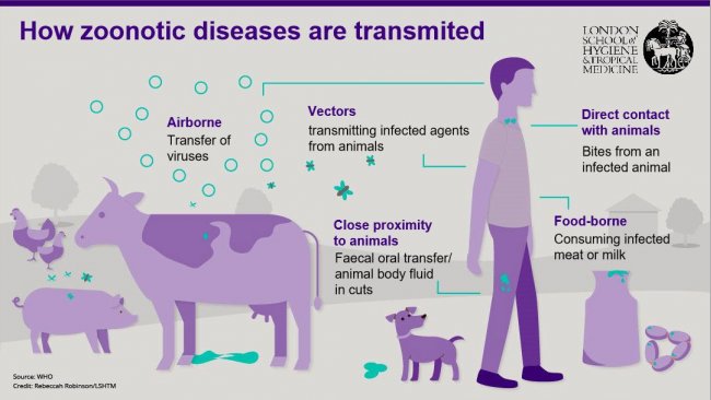 Figure 1. Transmission routes of zoonotic diseases. Zoonoses are infectious diseases that can be carried from animals to humans but also from humans to animals. Source: London School of Hygiene and Tropical Medicine.