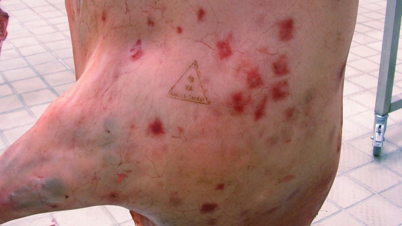 Figure 2. The acute state of diamond skin disease in pigs (caused by Erysipelothrix rhusiopathiae) may display rhomboid-shaped lesions in the skin resembling the shape of diamonds, which are characteristic for infection with this bacterium. Source: Professor Dr. Reinhard Fries/ Freie Universit&auml;t Berlin.
