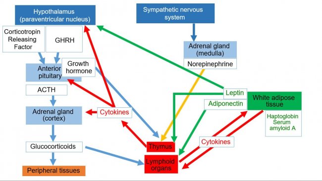Figure 1. Neuroendoimmune system *ACTH: Adrenocorticotropic hormone *GHRH: Growth hormone&ndash;releasing hormone
