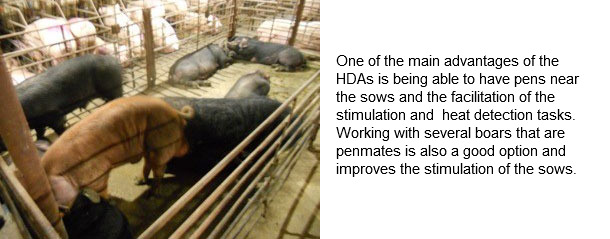 The ideal mating area: general design (1/2) - Articles - pig333, pig to pork  community