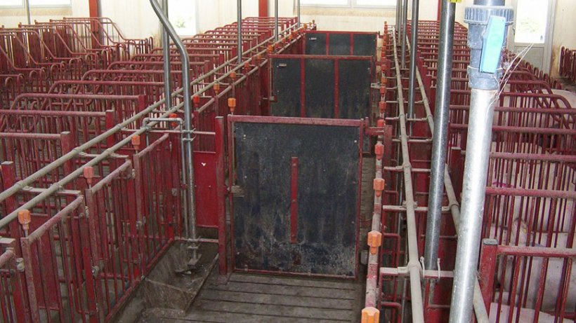 The doors in the front corridors must close every 5 stalls&nbsp;to allow heat&nbsp;detection and mating of groups of 10 sows.
