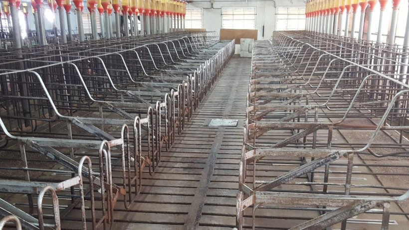We must allow for a little extra space that allows for the routine cleaning operations of the area where we will house the weaned or&nbsp;mated sows.
