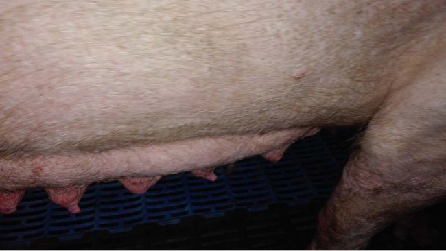 Photo 2: Mammary gland involution in the first stages of lactation. 