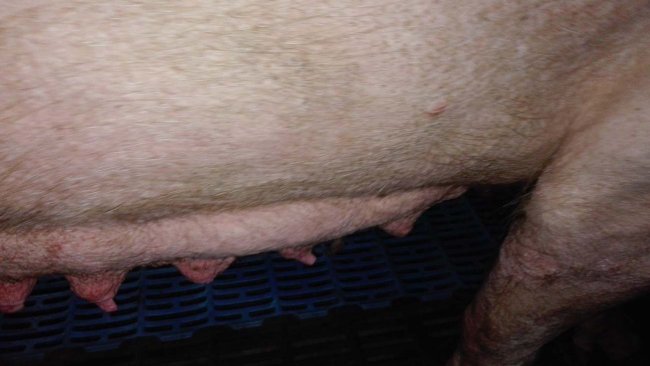 Photo 2: Mammary gland involution in the first stages of lactation. 