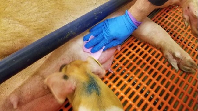 Udder wipe
