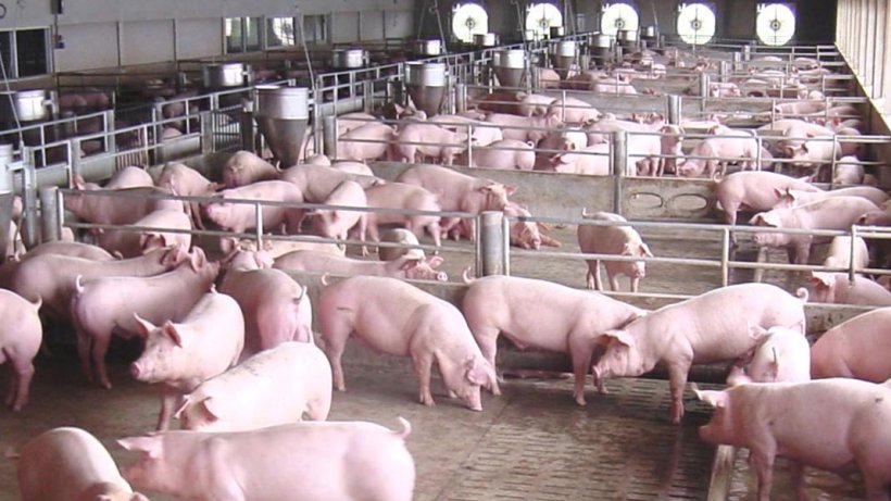 Cpf Eyes Vietnam As The Potential Countries For Its Businesses Company News Pig333 Pig To Pork Community