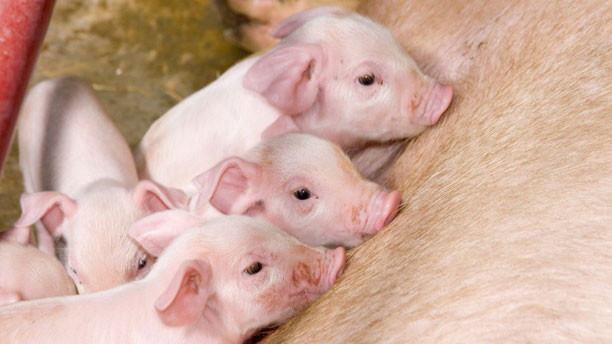 Importance of gut health in swine production Articles pig333