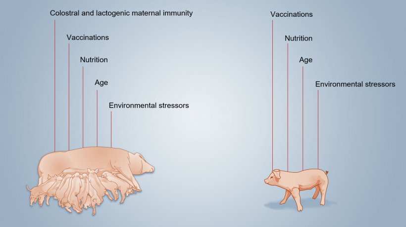 Figure 2. Factors that influence the neonatal immunity development.