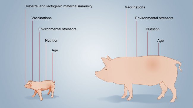 Figure 2. Factors that influence the neonatal immunity development.