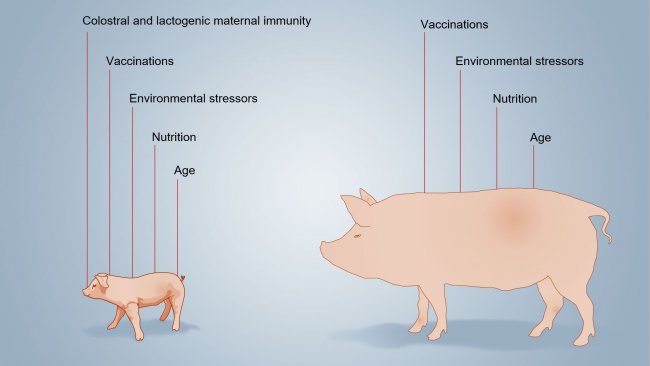 Figure 2. Factors that influence the neonatal immunity development.
