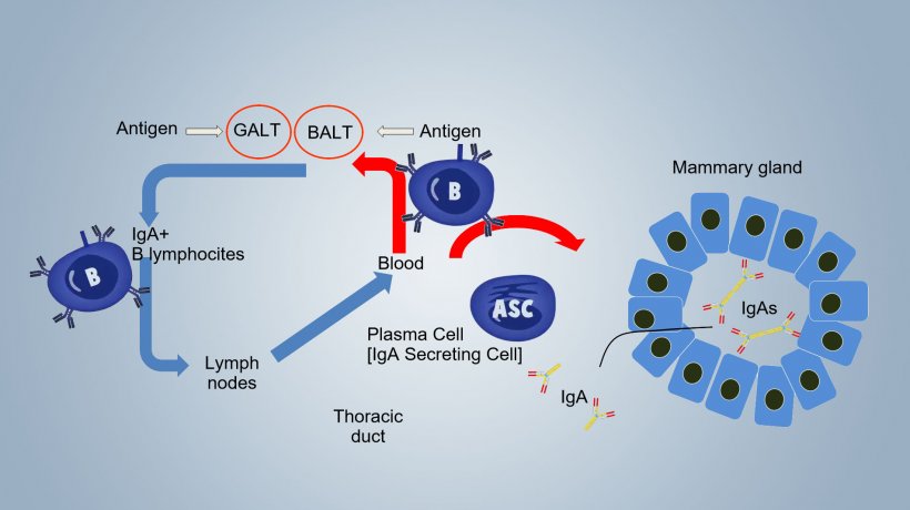 Figure 1. Lactogenic immunity scheme
