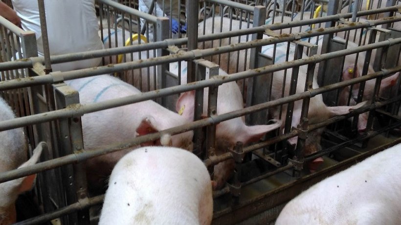 The ideal mating/early gestation barn: stalls, feeders, floor, light -  Articles - pig333, pig to pork community