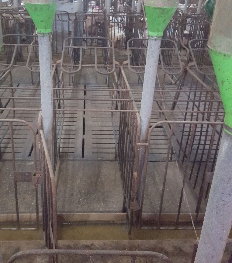 Photo 3. Stalls with front and rear doors facilitate the task of&nbsp;getting sows in and out the stalls. In&nbsp;these cases it is important that the feeder does not protrude above ground level, and that the front door locking systems are safe, so that teasing boars cannot open them.
