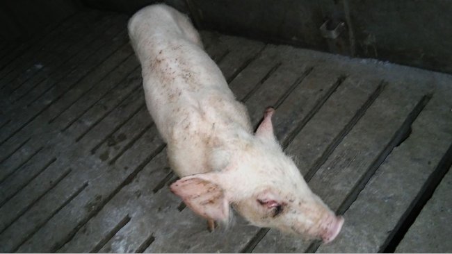 Figure 4. Weaner pig with respiratory distress and ill-thrift.
