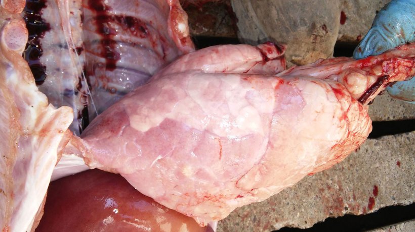 Figure 7. Interstitial pneumonia with marked lung consolidation of the ventral diaphragmatic lobe.
