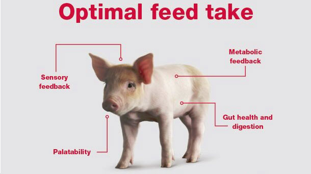Purina: Drive nursery feed intake from within - Company news - pig333, pig to pork community Purina: Drive nursery feed intake from within - Company news - pig333, pig to pork community