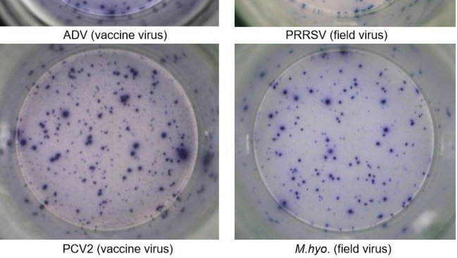 Fig. 1. IFN-γ ELISPOT antigen-specific responses in PBMC to pig pathogens. ADV: Aujeszky’s disease virus; PRRSV: porcine reproductive and respiratory syndrome virus; PCV2: porcine circovirus type 2; M.hyo.: Mycoplasma hyopneumoniae. Each spot is due to IFN-γ secretion by re-activated memory/effector T lymphocytes. In brackets, the pathogen used to re-activate the cells in the test plates is indicated.