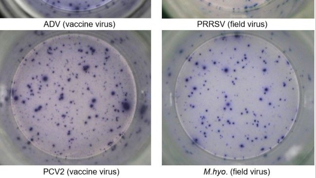 Fig. 1. IFN-γ ELISPOT antigen-specific responses in PBMC to pig pathogens. ADV: Aujeszky’s disease virus; PRRSV: porcine reproductive and respiratory syndrome virus; PCV2: porcine circovirus type 2; M.hyo.: Mycoplasma hyopneumoniae. Each spot is due to IFN-γ secretion by re-activated memory/effector T lymphocytes. In brackets, the pathogen used to re-activate the cells in the test plates is indicated.