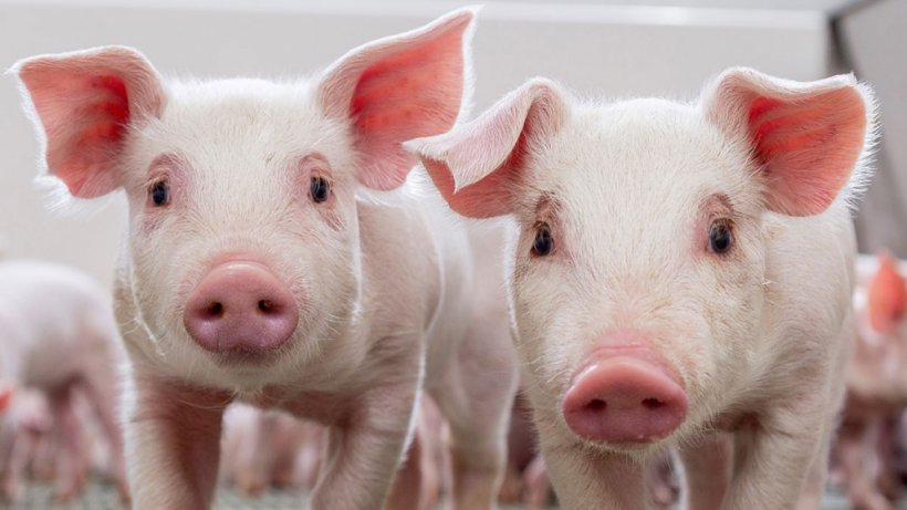 Advanced genetic solutions will improve animal welfare - Company news - pig333, pig to pork community Advanced genetic solutions will improve animal welfare - Company news - pig333, pig to pork community