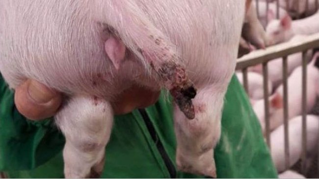 Figure 1. A serious injury in a pig of almost 15 kg, even with part of the tail missing.

